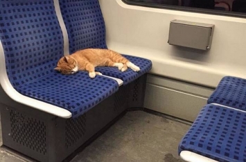 德国小猫坐霸王车还占两个座位
