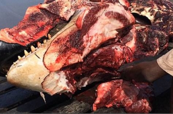 邮轮在加勒比海赏鲸时游客亲眼目睹渔民杀害两只虎鲸