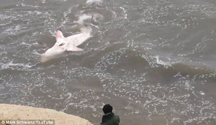 3米长大白鲨搁浅在美国加州海滩 游人只顾照相