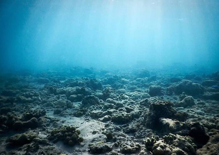 海洋生物学家在水底播珊瑚声吸引鱼群 或助大堡礁重现生机