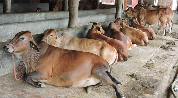 印度政府向最高法院提出给牛发身份证的法案