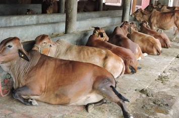 印度政府向最高法院提出给牛发身份证的法案