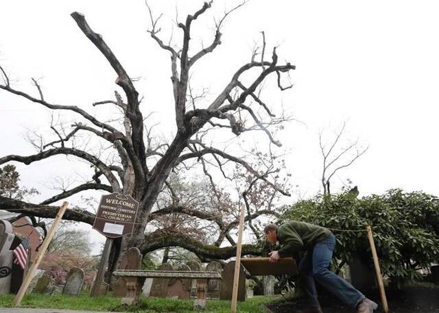 全美最老600岁橡树垂死被斩 橡子延续生命