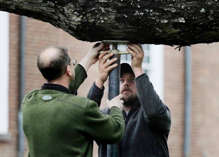 全美最老600岁橡树垂死被斩 橡子延续生命
