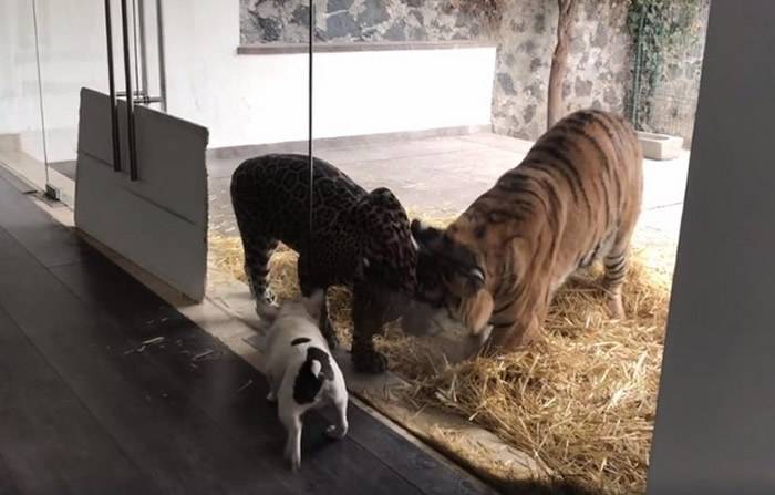 黑豹白虎基金会公布影片：小小法国斗牛犬竟敢对着老虎和豹狂吠