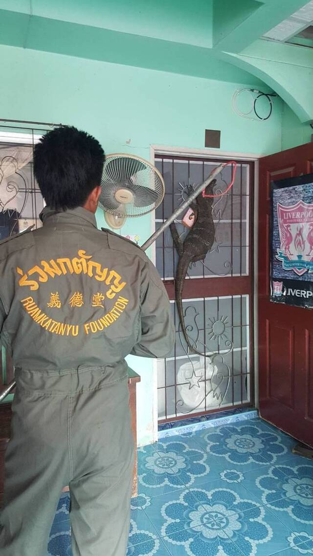 泰国北榄府邦波县2米圆鼻巨蜥闯民居