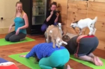 美国农场让羊一起参加瑜伽班