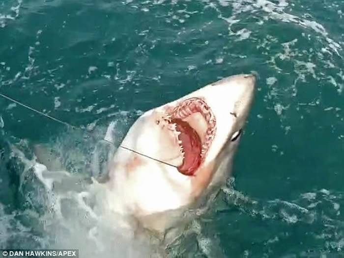 英国伯克郡46岁职业歌手缠斗两小时捕获巨大鼠鲨