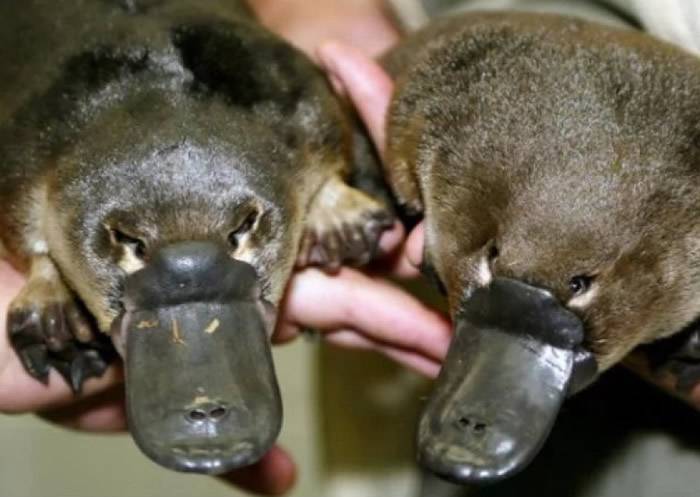 澳洲新南威尔士省阿尔伯里植物园多只鸭嘴兽惨遭砍头