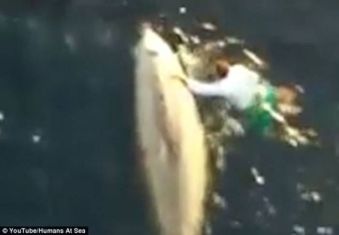 阿尔及利亚船只航经巴哈马海域 船员12米甲板跳水救巨鲸