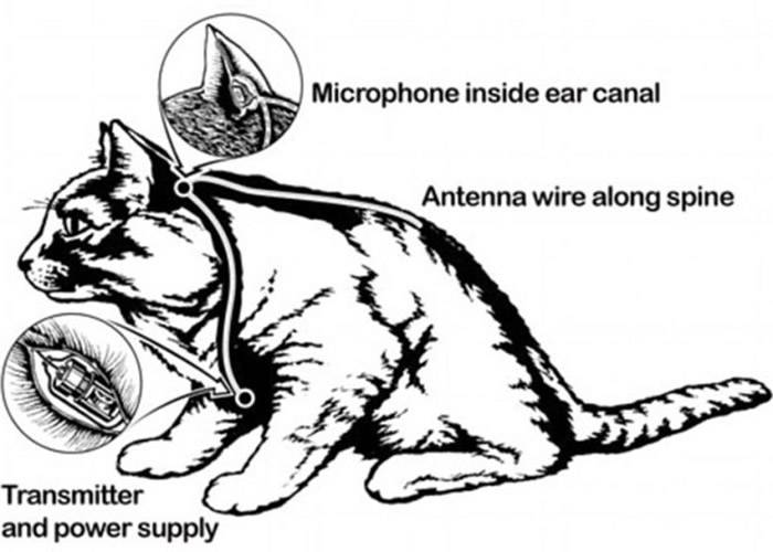 维基解密：美国中央情报局（CIA）以植入监听仪器的活猫去收集敌方情报