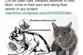 维基解密：美国中央情报局（CIA）以植入监听仪器的活猫去收集敌方情报