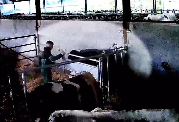 英国萨默塞特郡19岁农场学徒因为失恋把乳牛打到吐血身亡