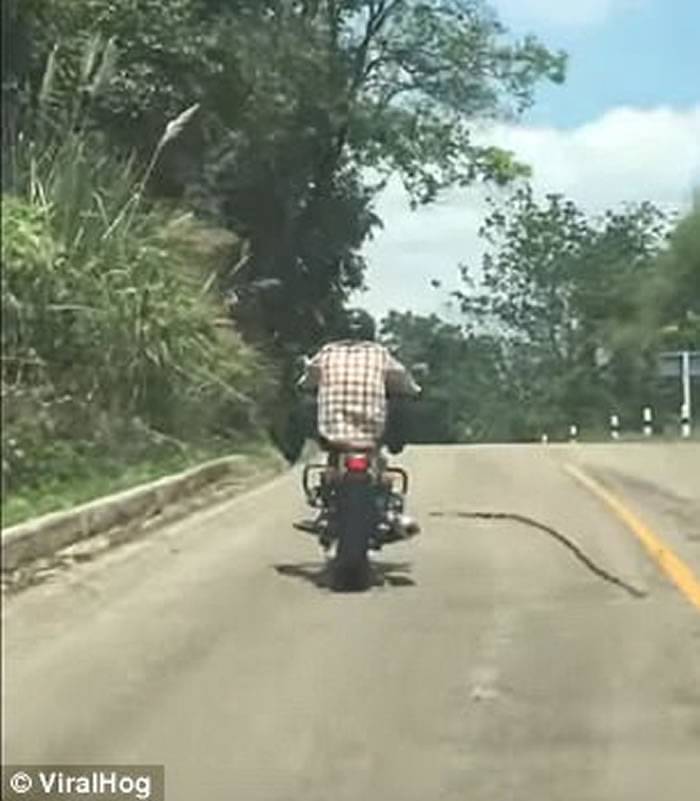 泰国摩托车山路行驶期间遇长蛇突袭 司机轻轻抬腿避开攻击