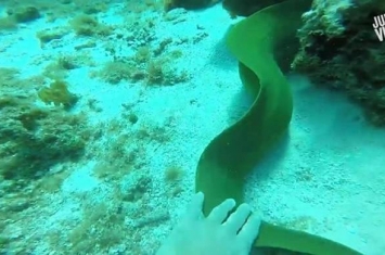 潜水员海底礁岩中偷摸海鳗 转头惊见身后洞口探出头来