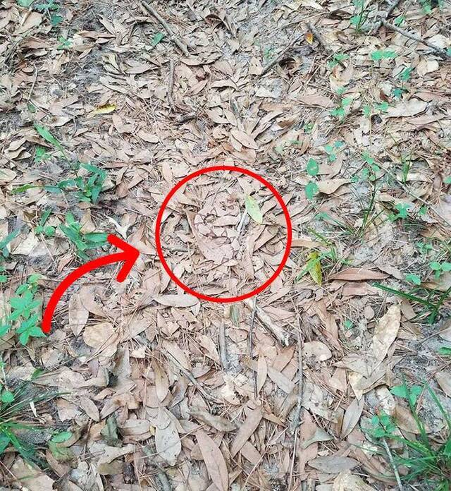 考眼力：能找到枯叶里的蛇吗？
