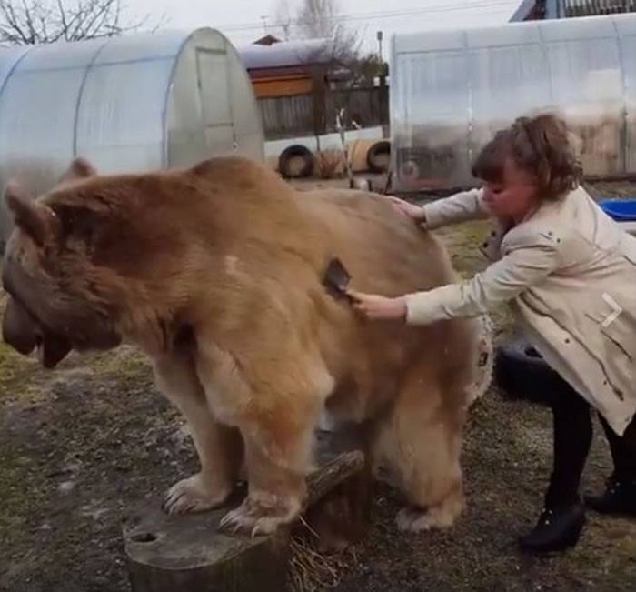 战斗民族：俄罗斯女子给巨大棕熊梳毛