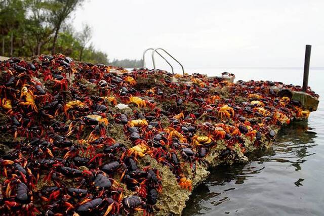 古巴猪湾公路上出现上百万只螃蟹