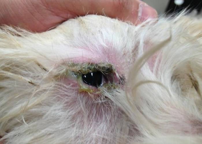 英国爱护动物协会（RSPCA）新南威尔士省分部捣破澳洲环境极度肮脏的狗只养殖场