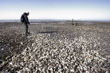 外来种太平洋生蚝严重破坏海岸生态 丹麦邀请中国人帮忙吃生蚝