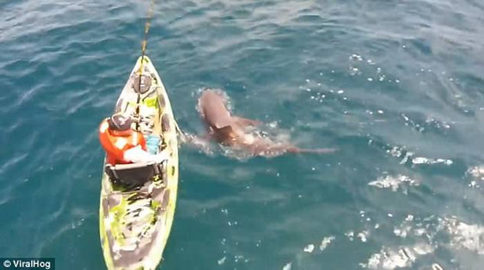 美国佛罗里达州钓鱼郎大战公牛鲨 最终被迫弃艇逃亡