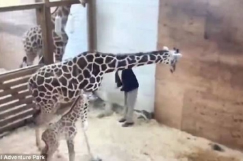 美国纽约动物冒险公园长颈鹿妈妈起脚踢兽医“护幼子”