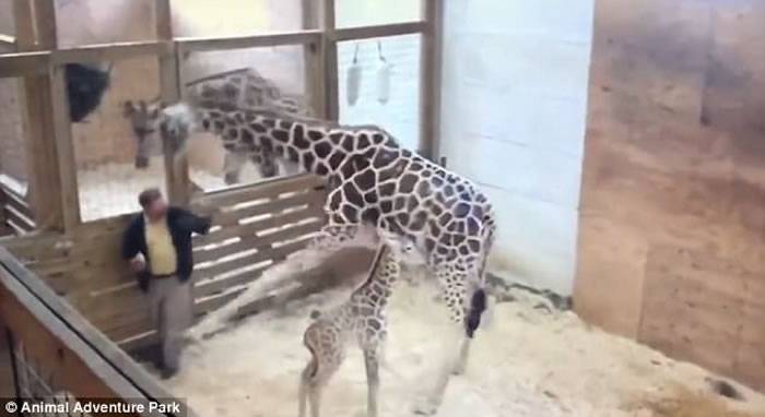 美国纽约动物冒险公园长颈鹿妈妈起脚踢兽医“护幼子”