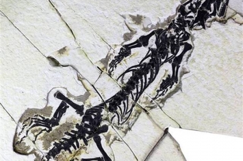 辽宁省建昌县喇嘛洞地区发现的早白垩世矢部龙化石 其左腿存在明显骨折现象