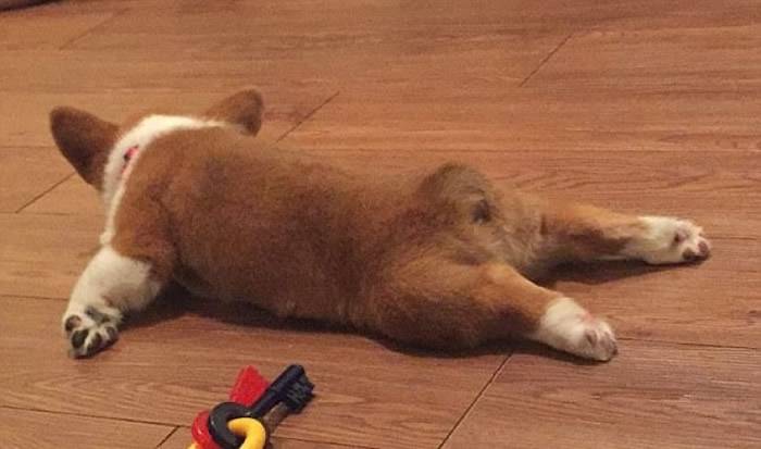 美国超萌哥基犬玩得累时会突然躺在地上