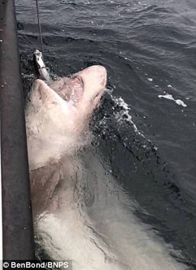 英国男子出海钓鱼意外捕获全欧洲最巨大的鲨鱼——灰六鳃鲨长逾7米