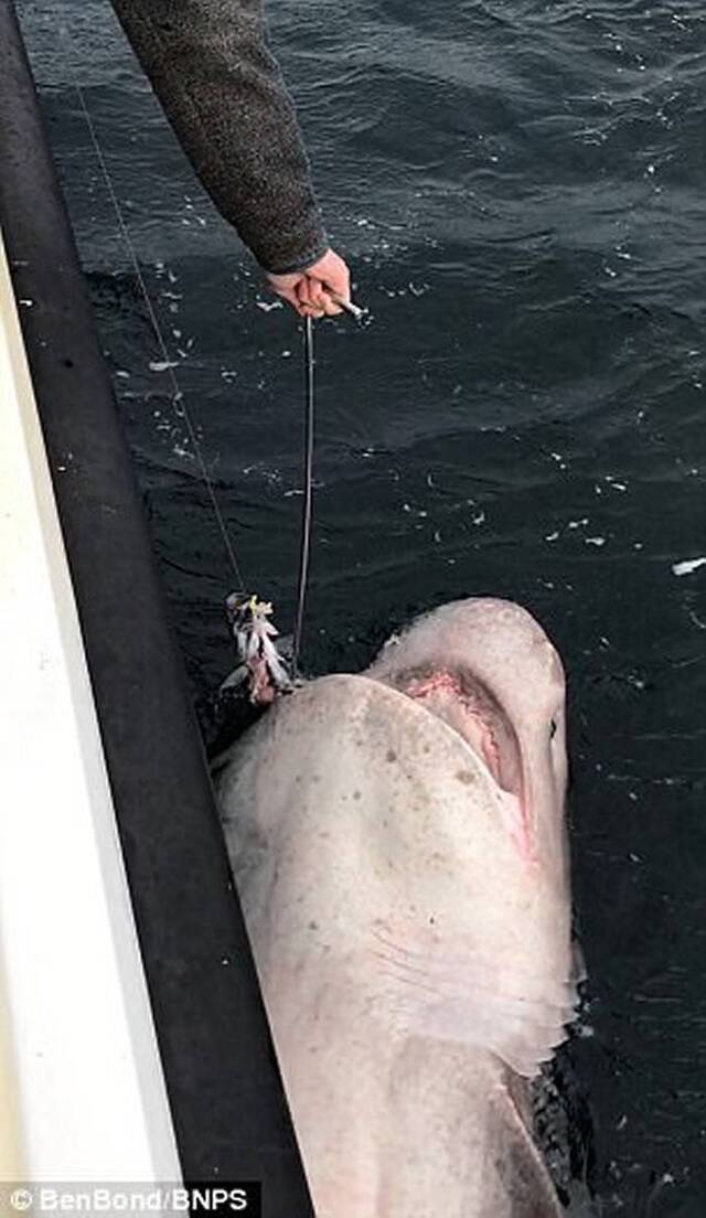英国男子出海钓鱼意外捕获全欧洲最巨大的鲨鱼——灰六鳃鲨长逾7米