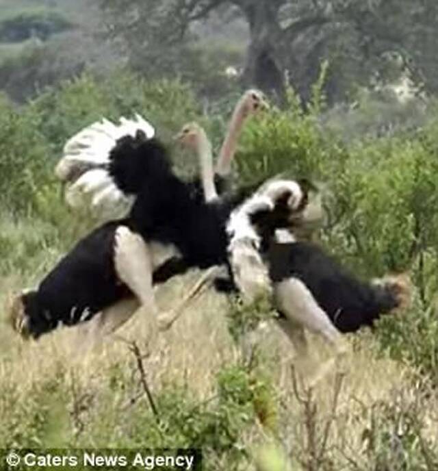 坦桑尼亚的塔兰吉雷国家公园上演鸵鸟丛林斗殴事件 路过大象劝架