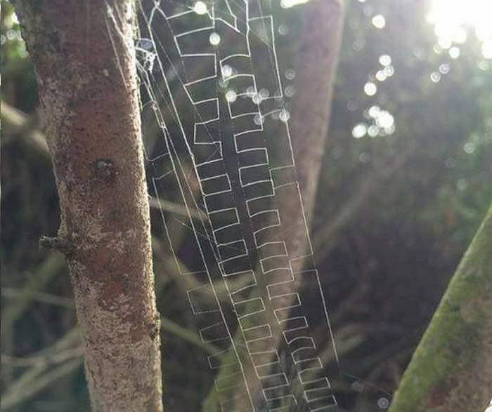 天生就是艺术家：蜘蛛编织出一张由许多“王”字组成的网