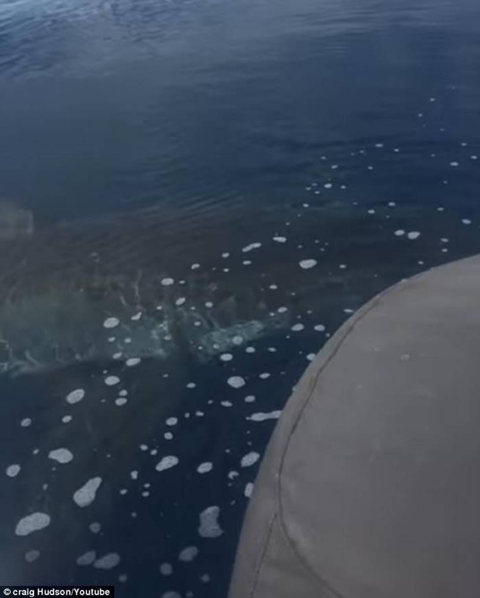 英国父子坐船出海钓鱼发现船边有巨大大白鲨