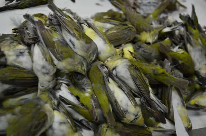 可能撞上摩天大楼 来自中南美洲的400只不同种类的候鸟在美国德克萨斯州集体死亡