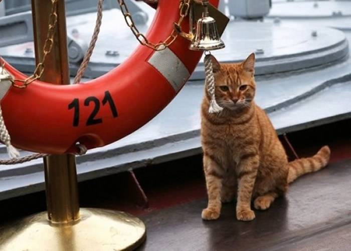 俄罗斯水手猫Sergei Ivanovich首度随北海舰队赴叙利亚作战 专责抓老鼠