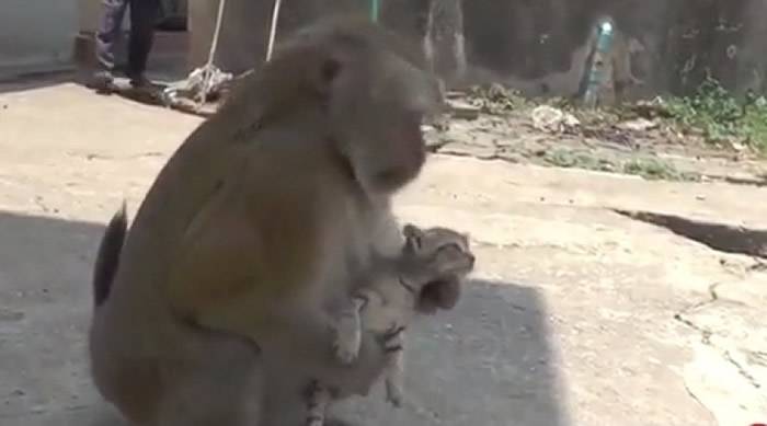 泰国猴子母爱大发频抱走小猫 遭佛寺赶走