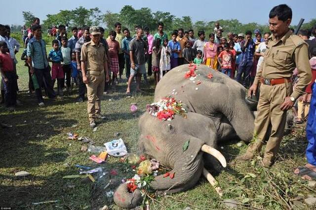 印度西孟加拉邦一头穿越铁轨的大象与火车相撞当场死亡