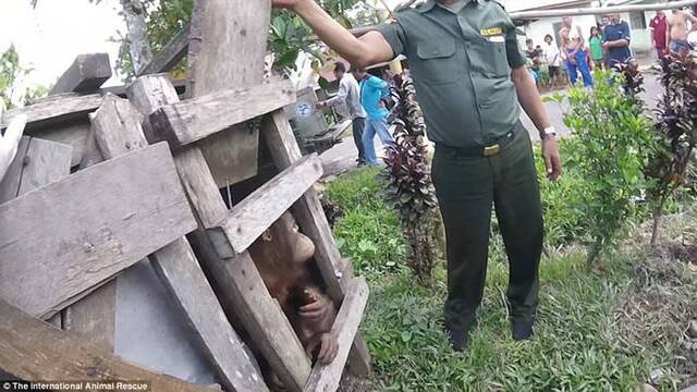 印尼红毛猩猩受困木箱2年 获救后不敢看人类