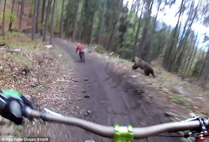 斯洛伐克山区骑铁马遇大棕熊 追逐14秒后消失在树林