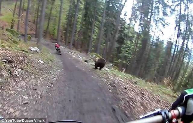 斯洛伐克山区骑铁马遇大棕熊 追逐14秒后消失在树林