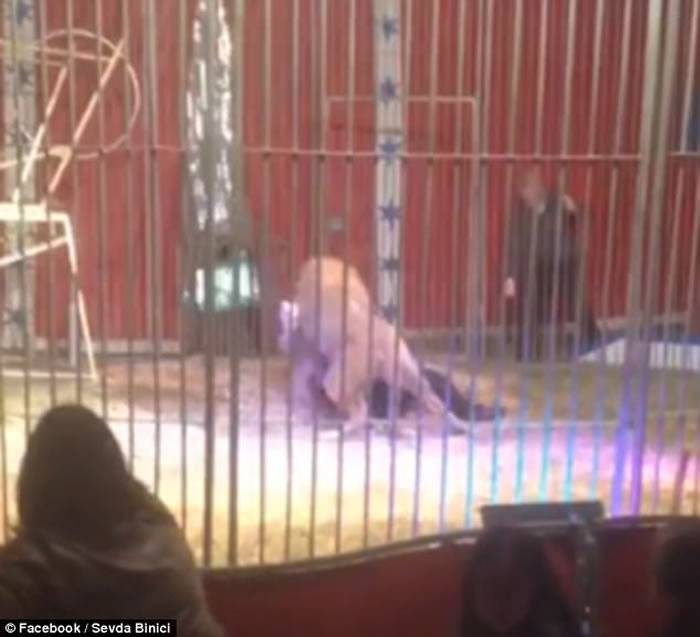法国马戏团表演发生意外：驯兽师和狮子共同演出时被发狂狮子攻击