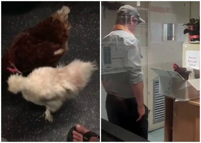 澳洲悉尼地铁现怪客 丢弃两只鸡逃去无踪