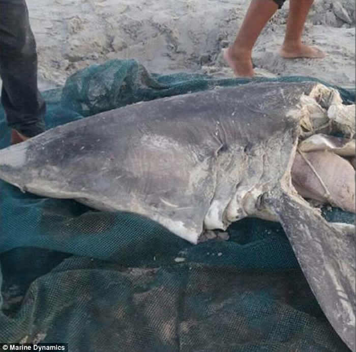 南非观鲨景点杭斯拜海岸的大白鲨被以奇怪方式杀害：“超级精准的手术”方式去除肝脏