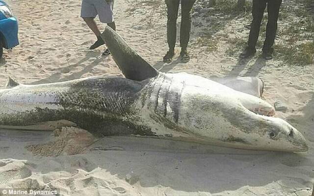 南非观鲨景点杭斯拜海岸的大白鲨被以奇怪方式杀害：“超级精准的手术”方式去除肝脏