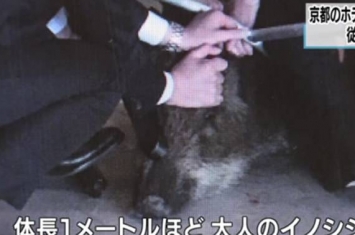 日本京都发生野猪闯进饭店事件 男员工遭咬伤