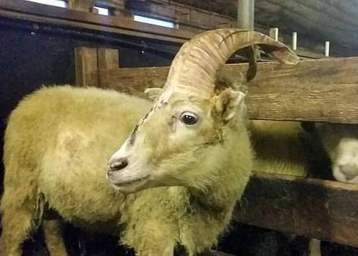 世上真有独角兽？冰岛农场雄性冰岛羊“Einhyrningur”两只角长在一起