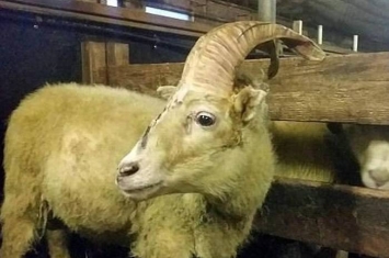 世上真有独角兽？冰岛农场雄性冰岛羊“Einhyrningur”两只角长在一起
