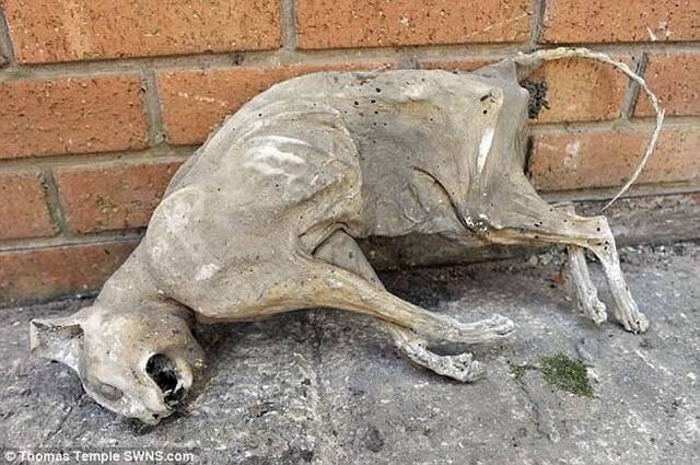 英国威根屋主在修建老屋时发现一具30年猫干尸