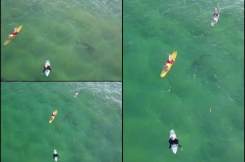 澳洲新南威尔士凯阿玛滑浪胜地大白鲨伺机吃人 航拍者发现通知解困